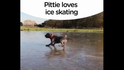 Pit Bull LOVES Sliding Across Ice