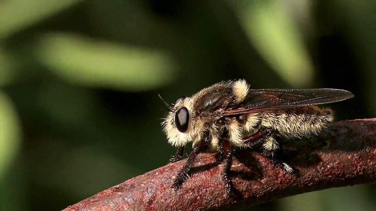 Asilidae (Robber flies)