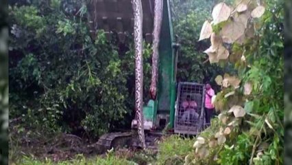 GIANT SNAKE EATS MAN? Huge Snakes and Humans