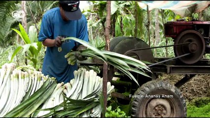 Moda de ananás | Euromaxx