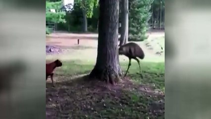 Dostlarımızın sevimli halleri!..