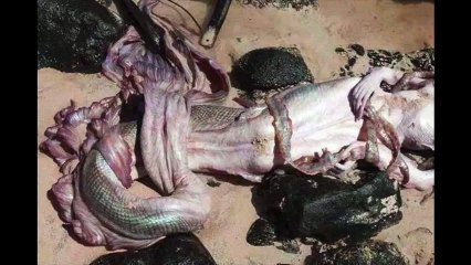 Mind-Blowing Mermaid Found At The Beach Of Hawaii And Egypt