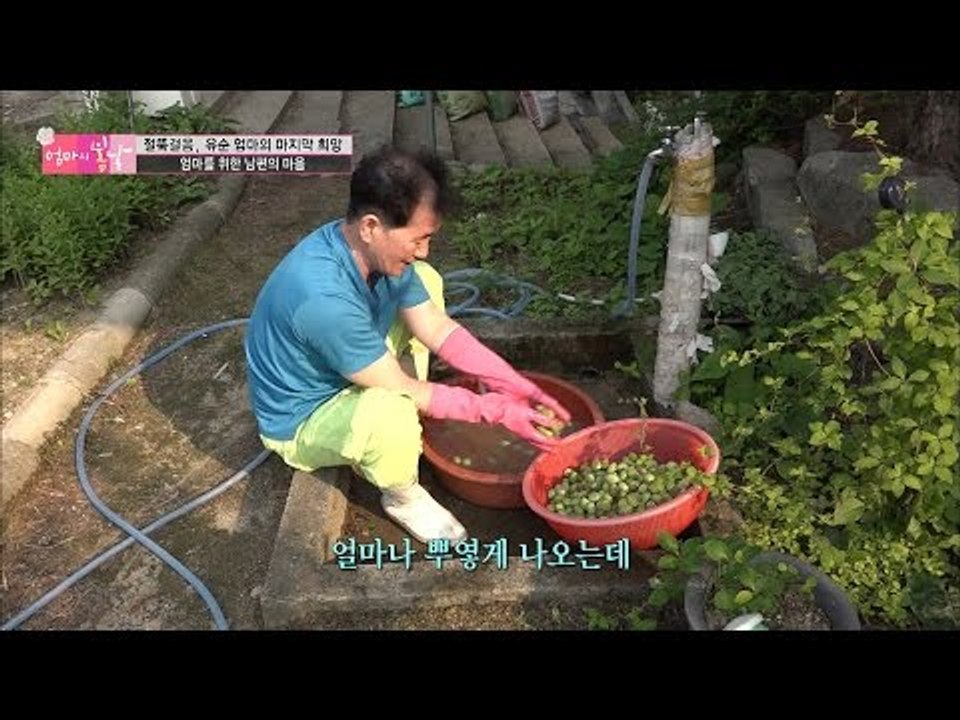아픈 아내를 위해 개복숭아를 구해온 남편! [엄마의 봄날] 51회 20160718