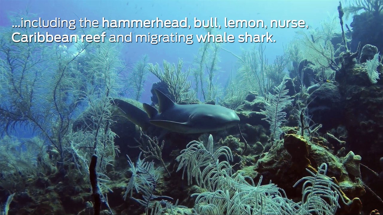 Scuba Diving Encounters: Diving with Sharks in Belize