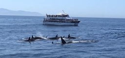 Friendly Orcas Put on a Show for Boaters in Monterey Bay, California