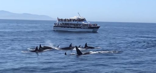 Friendly Orcas Put on a Show for Boaters in Monterey Bay, California