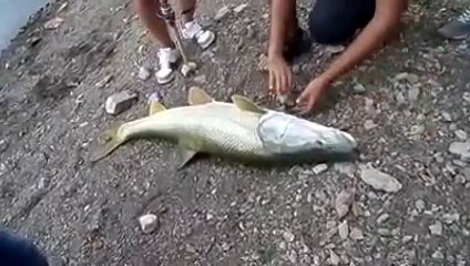22 Kiloluk Turna Avı