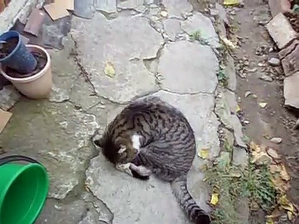 Fighting cat