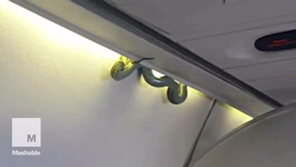 Yes, this is literally a motherf*cking snake on a motherf*cking plane.