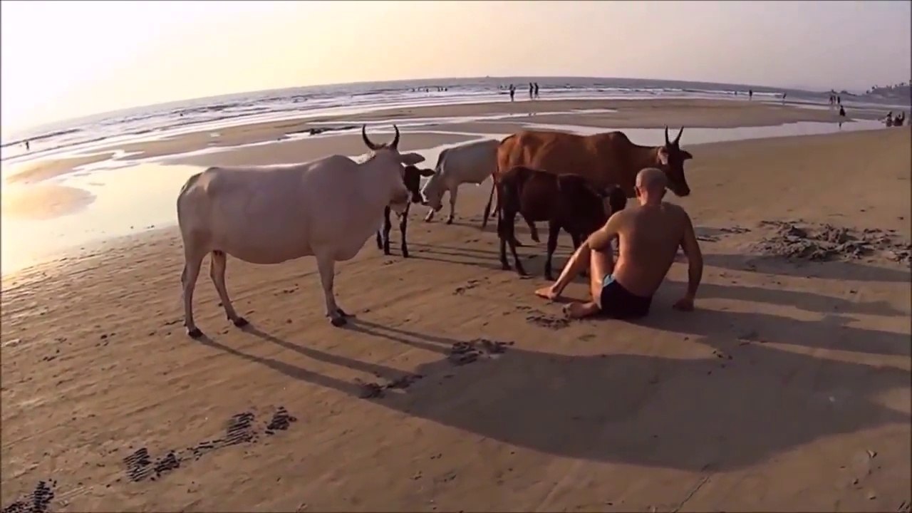 Cette vache n'aime pas ce touriste sur la plage !