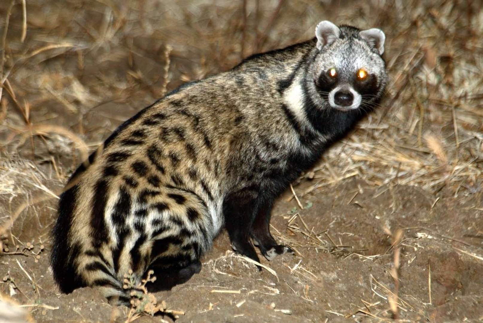 African Civet (Civettictis civetta) - video Dailymotion