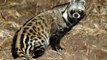 African Civet (Civettictis civetta)