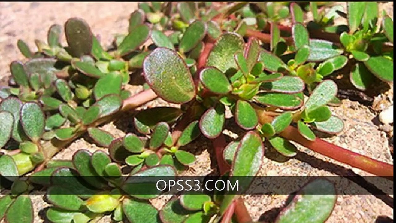 PURSLANE 오피쓰 OPSS3.COM 인천오피 인천건마
