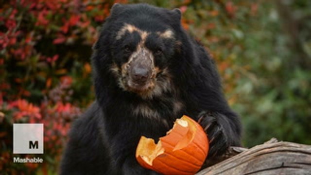 Precious animals will get you into the Halloween spirit