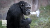 Chimp smokes a pack of cigarettes a day at North Korean zoo