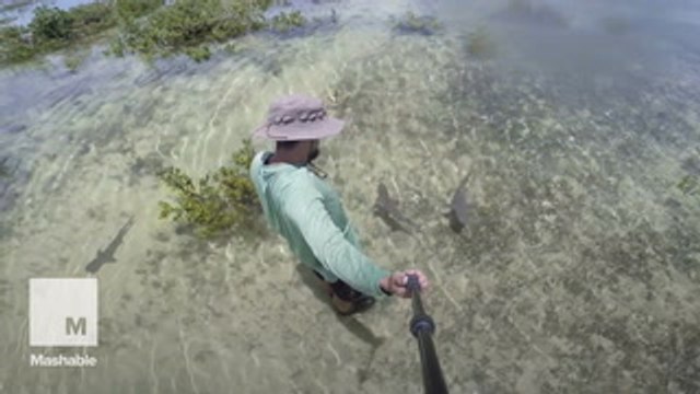 Florida man hangs out with baby sharks and captures awesome footage