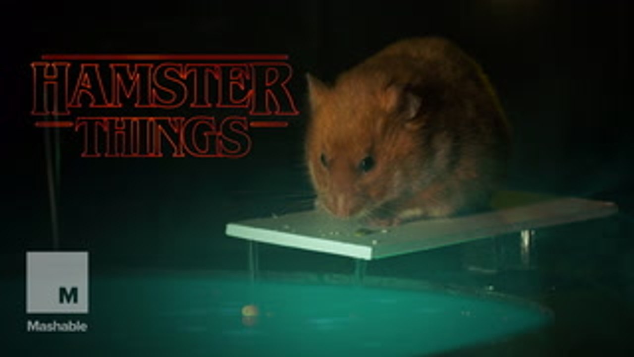 Introducing 'Hamster Things'