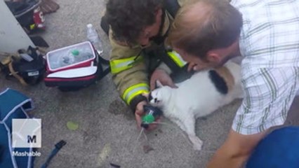 Cat revived after fire using the tiniest oxygen mask