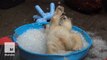 Polar bear cub loses her cool in a kiddie pool of ice