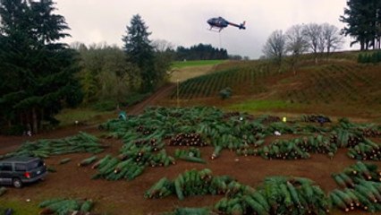 Helicopter pilot has nailed the art of transporting Christmas trees