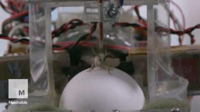 This moth driving a robot car could one day save lives
