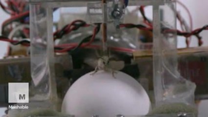 This moth driving a robot car could one day save lives