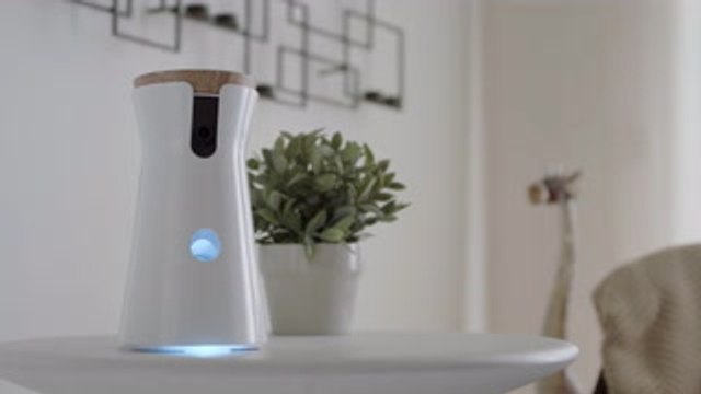 This camera lets you toss your dog a treat from anywhere in the world