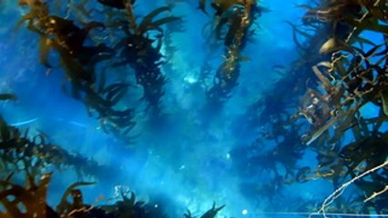 Take a dive with a marine biologist working to restore our ecosystem