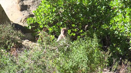 المغرب يريد انقاذ المكاك البربري المهدد بالاندثار