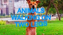 Top 10 animals walking on two legs compilation - Funny animal compilation