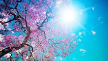 LZ_SB-7