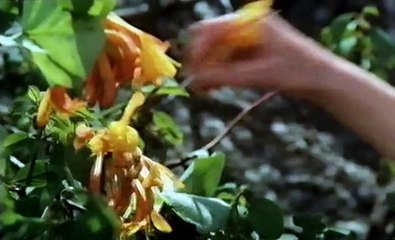 Eremittkrepsen / Рак отшельник (1996)