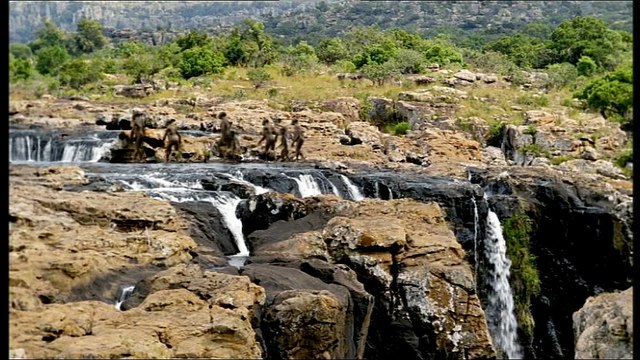 Caminando entre las Bestias - 04 - Australopithecus En Familia - BBC (2001)