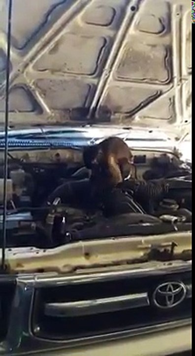 MACACO MECÂNICO