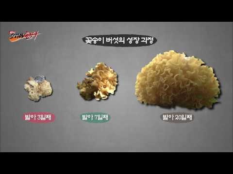 고산의 보물, 꽃송이 버섯의 진귀한 모습! [뉴 코리아 헌터] 6회 20160714
