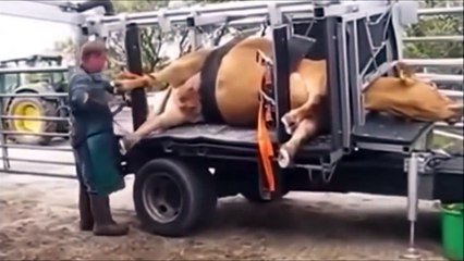 World's most amazing machines in operation VOL 188 Mega Monster Machines - YouTube