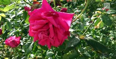 4K Roses - ED (4K Colour Test Footage) 3840 x 2160 fps