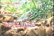 かえるの胃袋＆古代のオリンピック・トリビア(trivia)