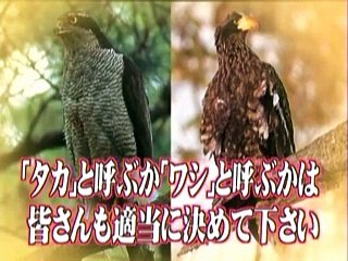 鷹と鷲とコカコーラ・トリビア