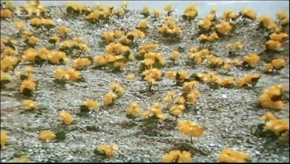 Veverka a kouzelna musle (1988)