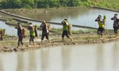 Ribuan Warga Kunjungi Festival Tanam Padi di Tiongkok