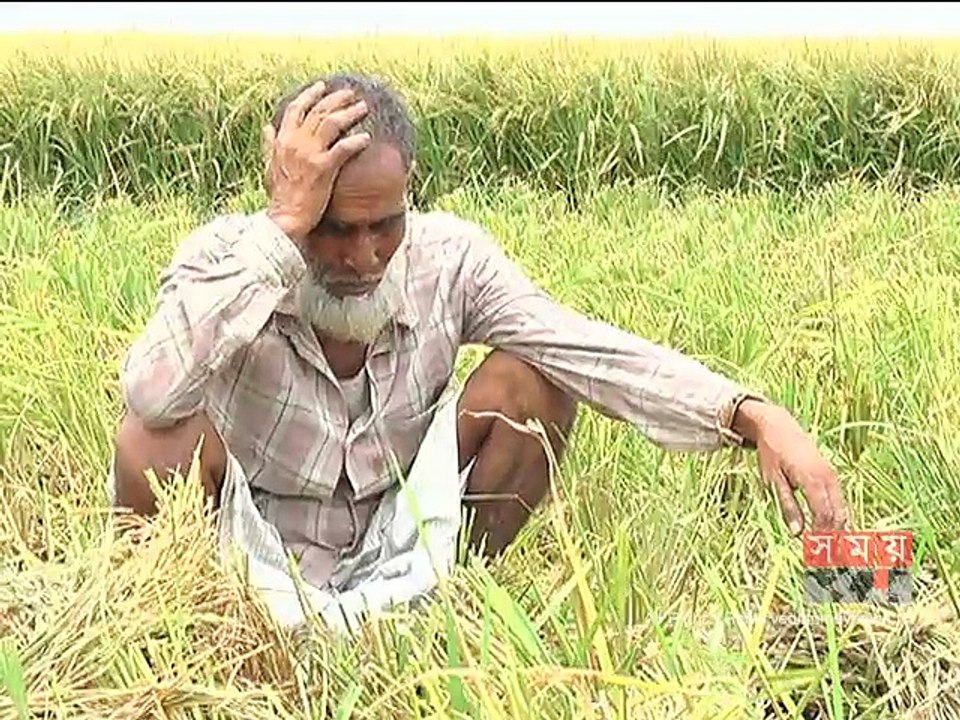 সিরাজগঞ্জে এনজিও হতে ধানের বীজ কিনে প্রতারিত কৃষক