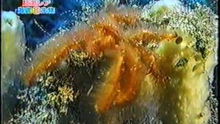 海底珍生物（8）
