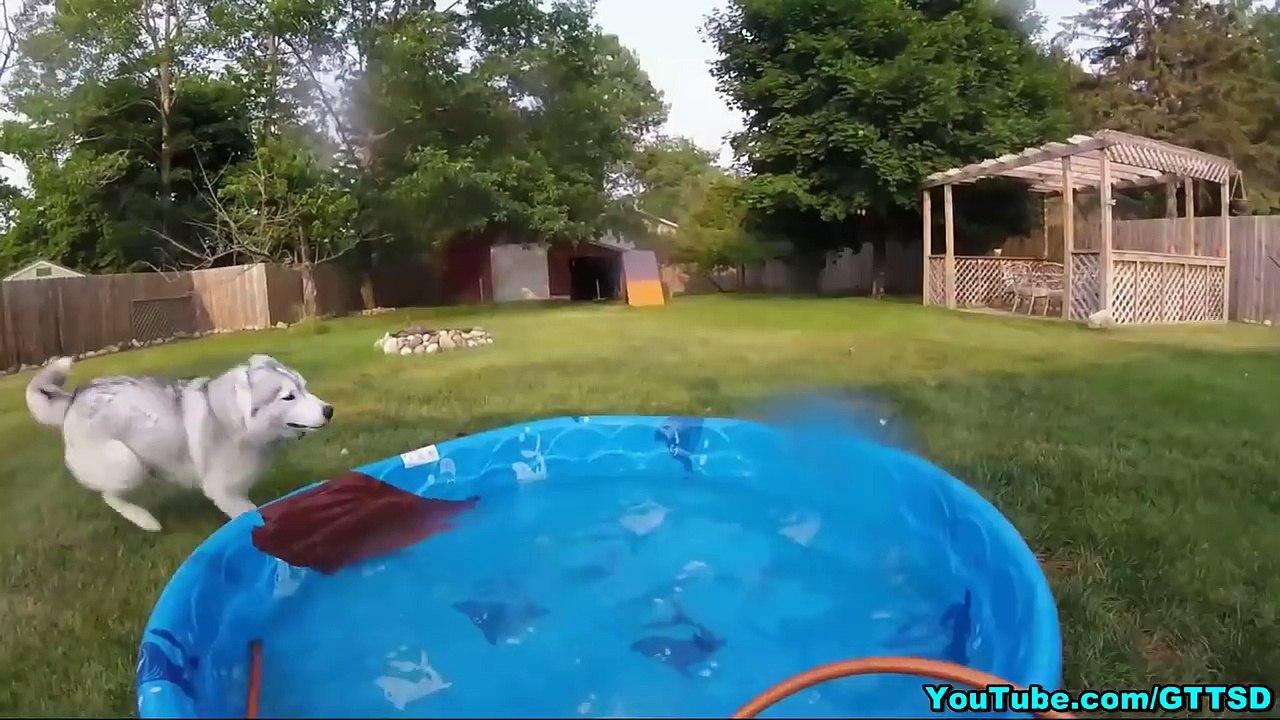 DIY DOG ICE CREAM Neapolitan Ice Cream for Dogs - Snow Dogs Snacks 51 - Dog Treats