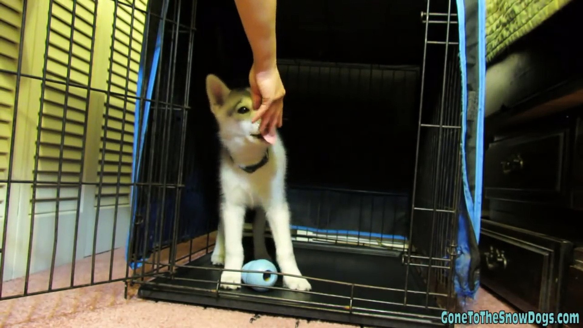 ⁣How to Crate Train your Puppy The First Step in Potty Training