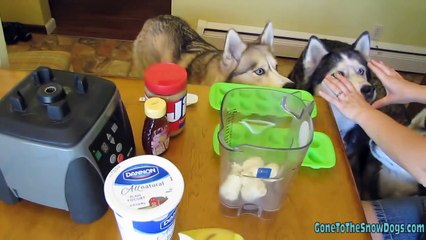 How to make HOMEMADE DIY FROSTY PAWS ABC NEWS - Snacks with the Snow Dogs 13