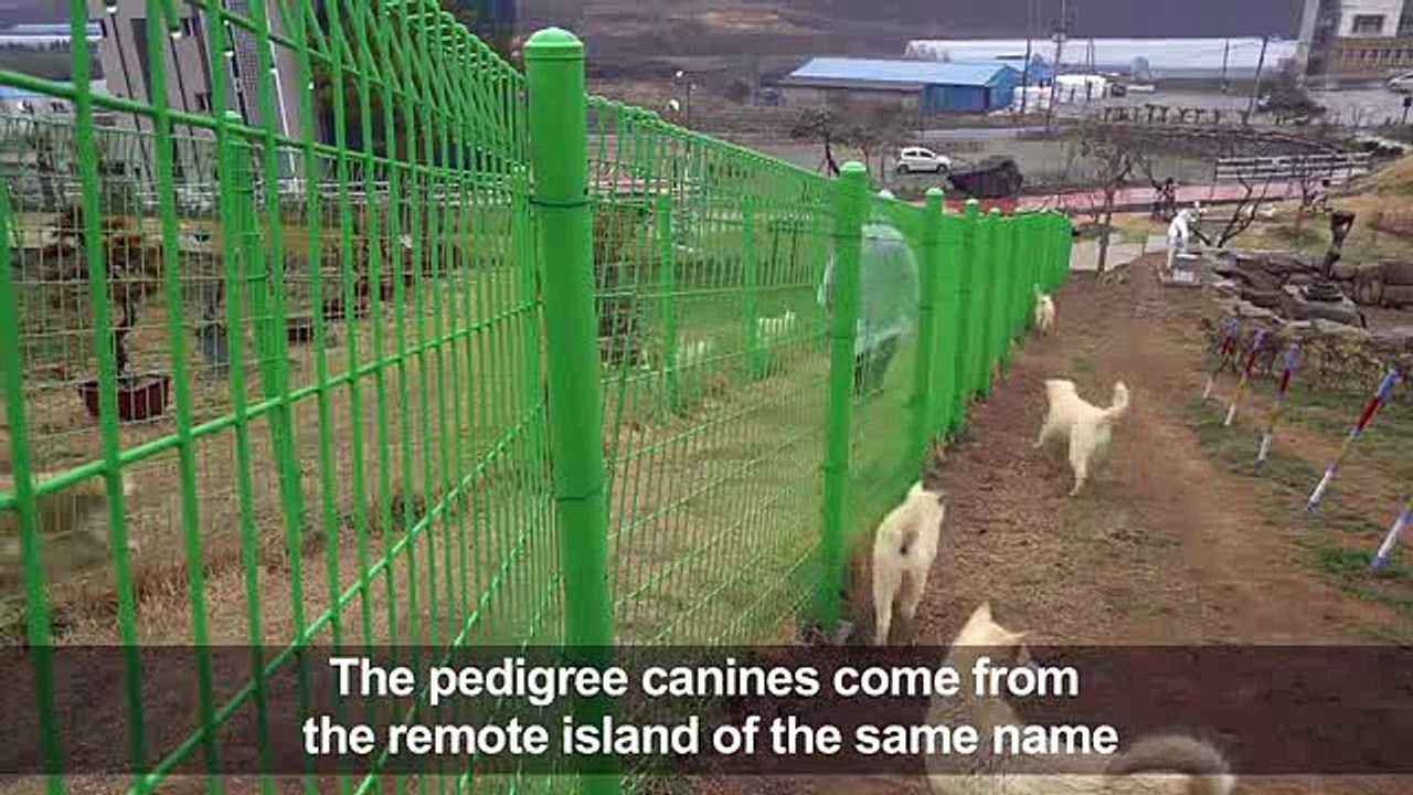 This dog breed is a South Korean treasure