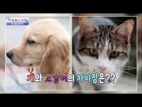 탈출 시도 고양이, 어디로 갔을까? [광화문의 아침] 271회 20160711