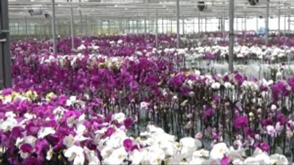 Hollanda'nın Gözünü Korkutan Tesis