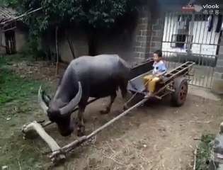 fuuny or die can't stop laughing